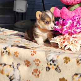 Pembroke Welsh Corgi Puppies from Running Hills Pembroke Corgi