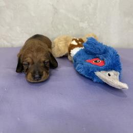 Button - Red female Dachshund puppy in Palm Bay, Florida from Anastasia’s Royal Weenies
