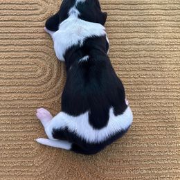 Boy 2 - Black brown and white male Basset Hound puppy in Noblesville, Indiana from Russell Bassets