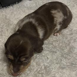 Ziggy - Chocolate male Dachshund puppy in Hillsville, Virginia from Bonderosa Kennels