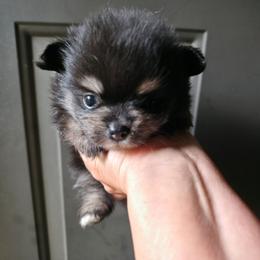 Black n tan pup 6 - Black and tan female Pomeranian puppy in Carrollton, Georgia from B AND R'S POMERANIAN'S