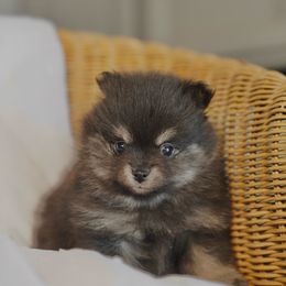 Sophie - Black and tan parti female Pomeranian puppy in Santa Clarita, California from Hollywood Mini Pets