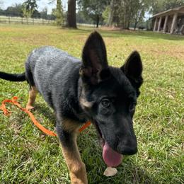 Blue collar - Black and red male German Shepherd puppy in Atlanta, Texas from Riverfarm K-9s