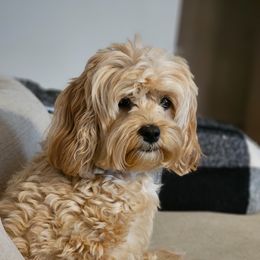 Allen's Layla Louise - Goldendoodle