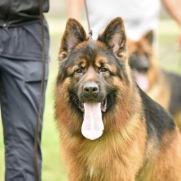 Connor - German Shepherd