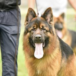 Connor - German Shepherd