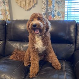 Rhett  - Goldendoodle