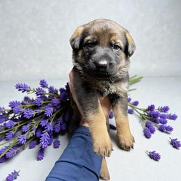 Aquila - Sable female German Shepherd puppy in Oakland, Oregon from VHM German Shepherds