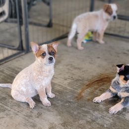 Australian Cattle Dog Puppies from Miller Australian Cattle Dogs