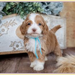 Phillip - Red and white male Cockapoo puppy in Connersville, Indiana from Deaz Doodle Ranch