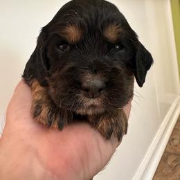 Bandit - Black and tan male English Cocker Spaniel puppy in Bainbridge, Georgia from Chapman Bird Dogs