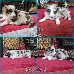 Cera - Red merle female Australian Shepherd puppy in Cook, Minnesota from RL Australian Shepherds