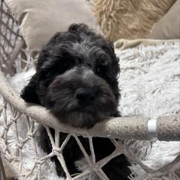 Blue - Merle male Goldendoodle puppy in Hackleburg, Alabama from The Doodle Patch