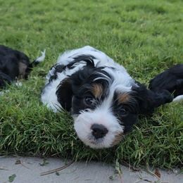 Dawdle - Tri-color male Cavapoo puppy in Las Cruces, New Mexico from Moongate Cavaliers