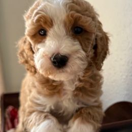 McCoy (tan collar) - Red  male Goldendoodle puppy in Knoxville, Tennessee from Graystone Doodles