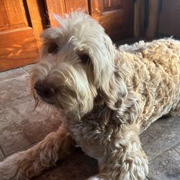 Dottie - Australian Labradoodle