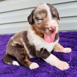 Rusty - Red merle male Australian Shepherd puppy in Charlotte, North Carolina from Awesome Aussies
