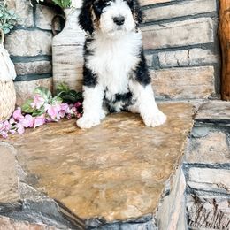 Aussiedoodle, Goldendoodle, Poodle, Saint Berdoodle, Saint Bernard, and Sheepadoodle Puppies from Rocky Ridge Ranch