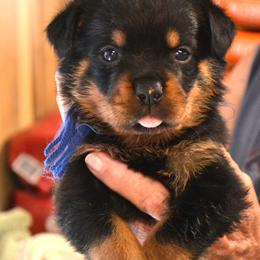 Boy 6 BLUE COLLAR - Black and mahogany male Rottweiler puppy in Dawson Springs, Kentucky from Lakeview Rottweilers