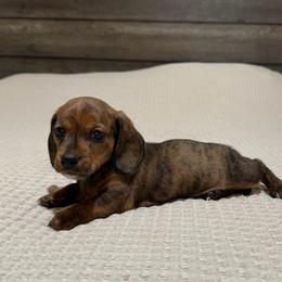 Red brindle 2 - Brindle male Dachshund puppy in Defuniak Springs, Florida from Anastasia Knight's Cocker Spaniels