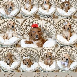 Goldendoodle Puppies from Happy Day Doodles