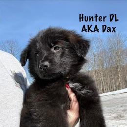 Hunter DL AKA Dax - Black male German Shepherd puppy in Terra Alta, West Virginia from Shepherd Country Farm and Kennels