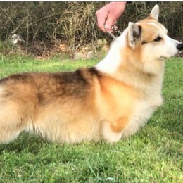 Kracken - Pembroke Welsh Corgi