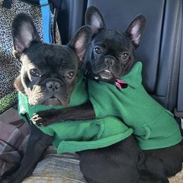French Bulldogs from East Coast Kennelz