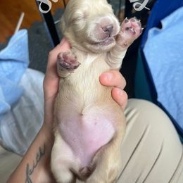 Dachshund Puppies from Swedoxies