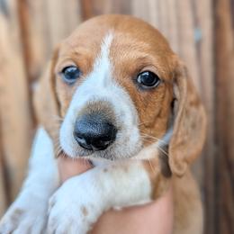 Red Boy - Piebald male Dachshund puppy in Chehalis, Washington from Hill Top Dachshunds
