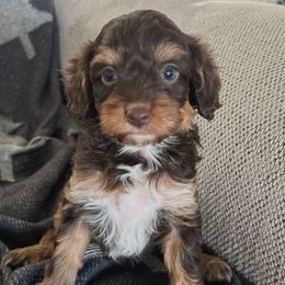 Jingle - Tri-color female Cavapoo puppy in Bozrah, Connecticut from Cedar Creek Farm