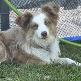 Miniature American Shepherds and Toy Australian Shepherds from Southern L Aussies