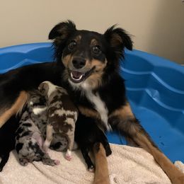 Miniature Australian Shepherds from Blackerby Land & Livestock