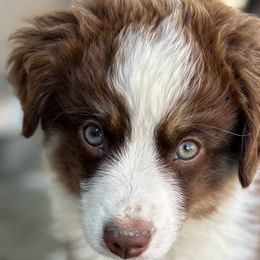 Male 1 - Red tri Miniature Australian Shepherd puppy in Visalia, California from Furrever.Mini.Aussies.llc