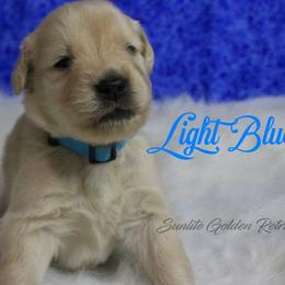 Light Blue Collar boy - Golden male Golden Retriever puppy in Otis Orchards, Washington from Sunlite Golden Retrievers