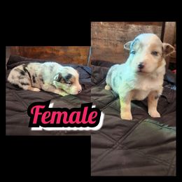 A- BLUE MERLE - Blue merle female Australian Shepherd puppy in Yakima, Washington from Luna's Australian Shepherd