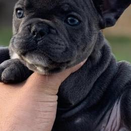 French Bulldogs from Frenchieinnovations