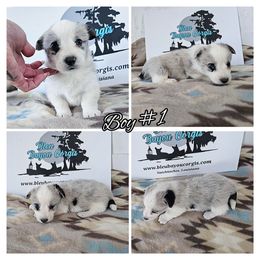 Boy 1 - Blue merle and white male American Corgi puppy in Natchitoches. La, Louisiana from Bleu Bayou Corgis