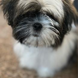Leia - Shih Tzu