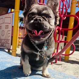 Chloe - French Bulldog