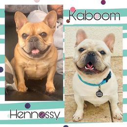 French Bulldog All Grown Up from Bullies Heaven’s French bulldogs and Bull terriers