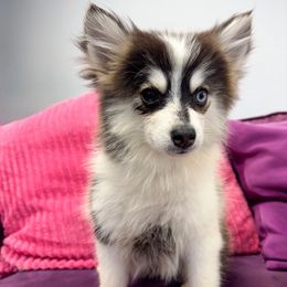 Moo Moo - Black and white female Pomsky puppy in La Verne, California from Red Cedar Pomskies