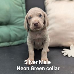 Bernard - Silver gray male Weimaraner puppy in Evart, Michigan from Drehbar Weimaraners