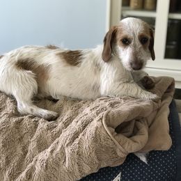 Gus - Dachshund