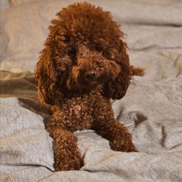 Daisy - Poodle