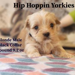 Yorkshire Terrier Puppies from Hip Hoppin Yorkies