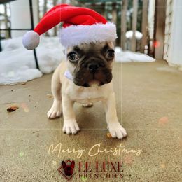 Mr. Nibble - Fawn male French Bulldog puppy in Gurnee, Illinois from Le Luxe Frenchies