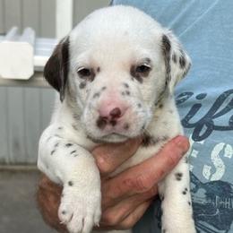Boy 3 - Dalmatian puppy in New York from 4 AM Dalmatians