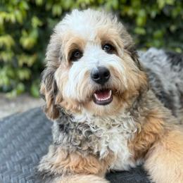 Miyu - Bernedoodle