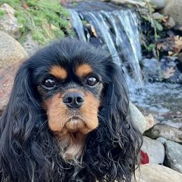 Cavalier King Charles Spaniel All Grown Up from Kristin's Cavaliers